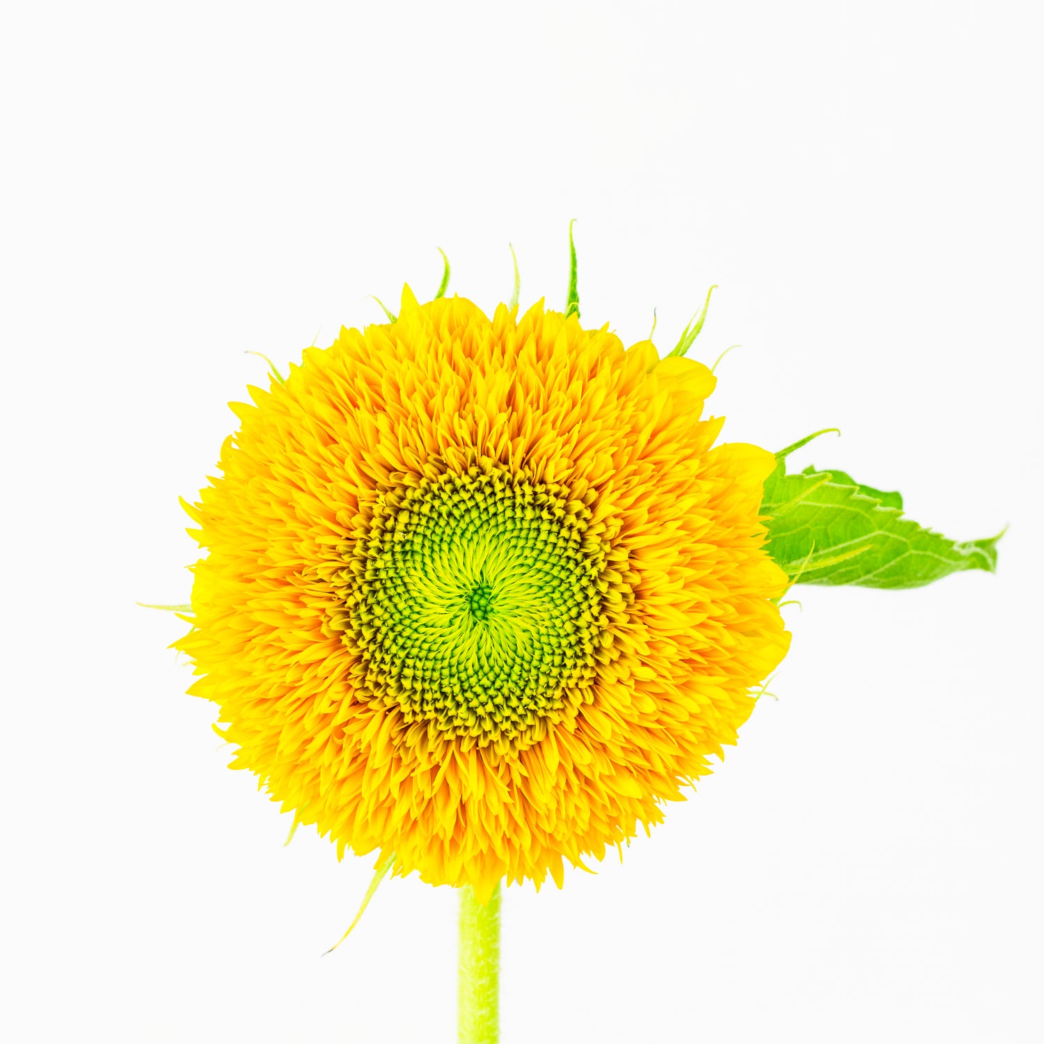 Teddy Bear Sunflower Plant