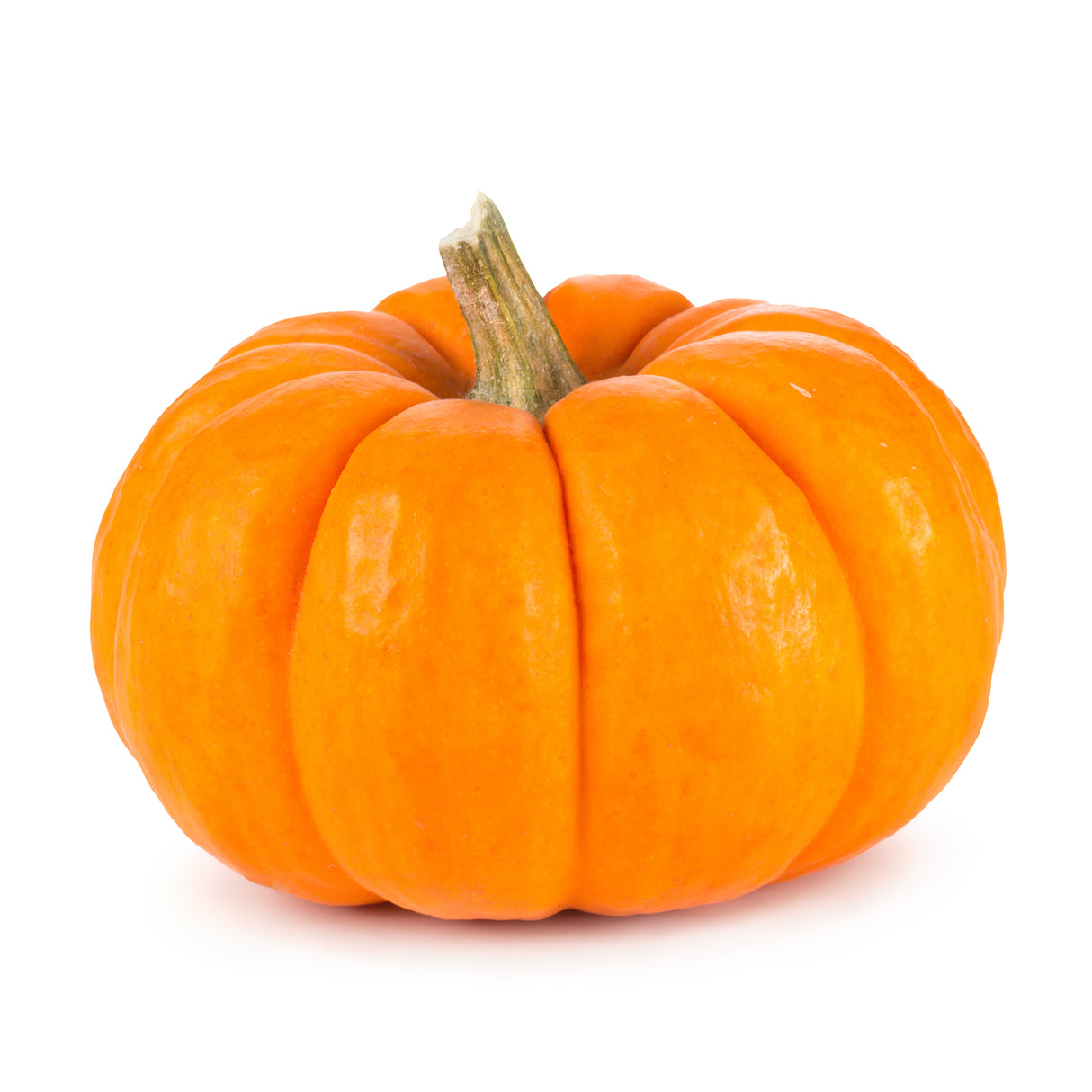 Orangita (Mini) Pumpkin Plant