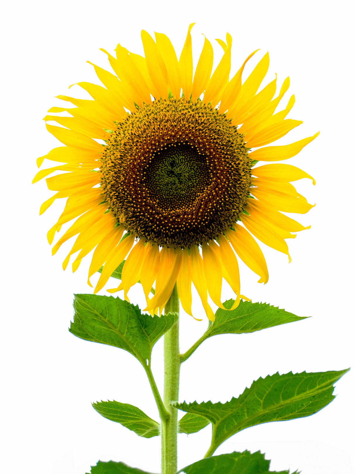 Taiyo Sunflower Plant