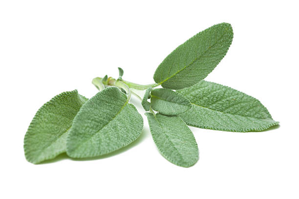 Sage Plant
