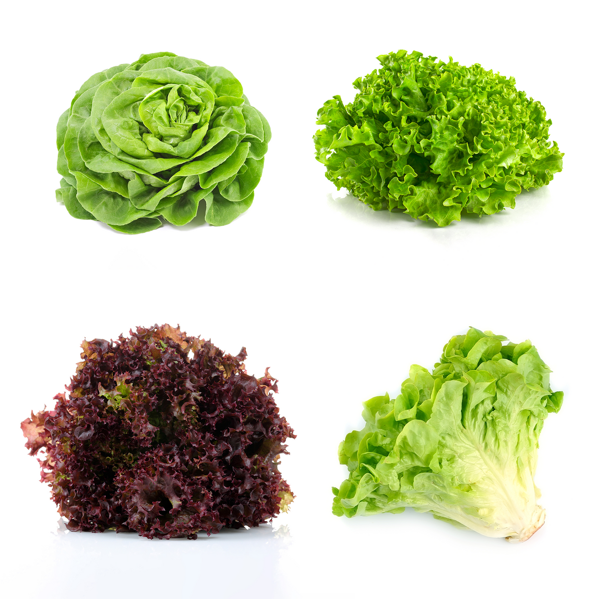 Lettuce Bundle – Salinas Nursery Garden Plants