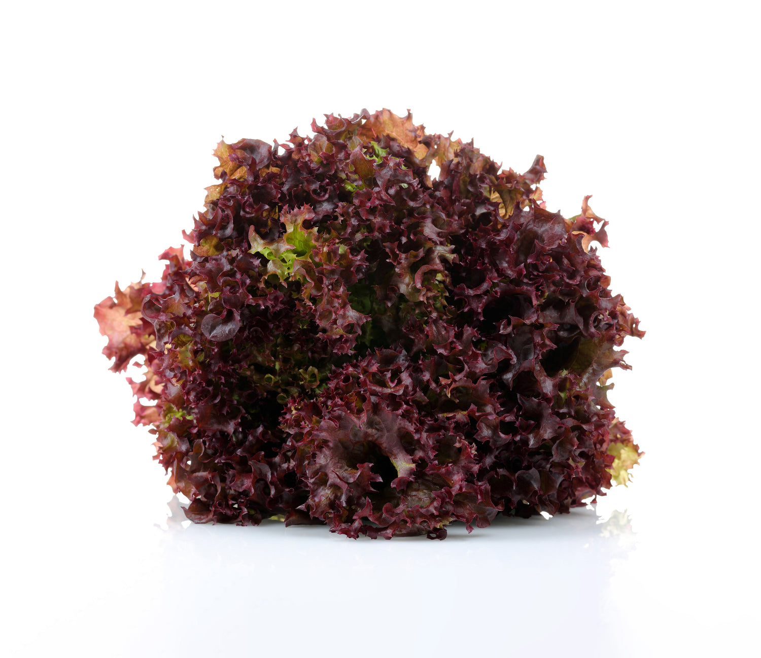 Brentwood Lettuce Plant