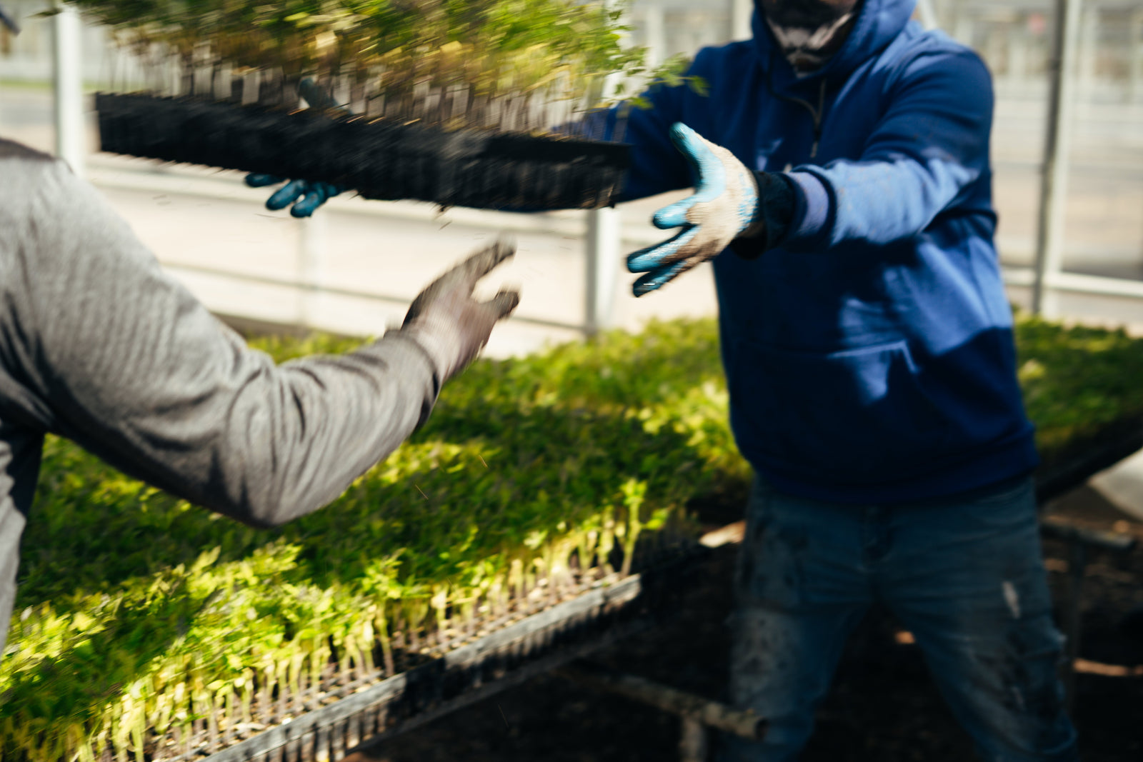 What can I plant in June?