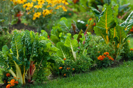 Fall Garden Plants 🍁