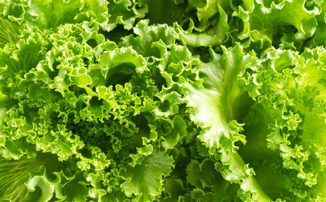 Lettuce Plants