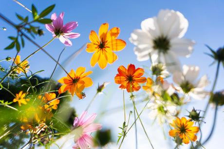 All Flower Plants
