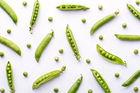 Bean Plants