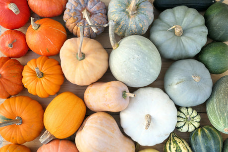 Pumpkin Plants