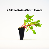Fall Plant Bundle