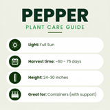 Anaheim Chili Pepper Plants