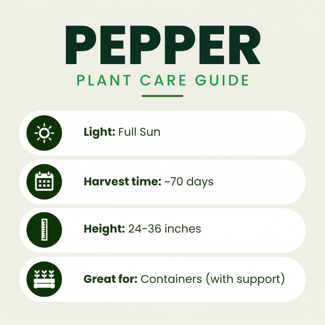Ancho Pepper Plants