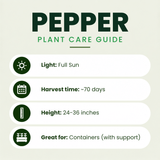 Ancho Pepper Plants