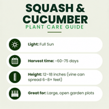 Armenian Cucumber Plants