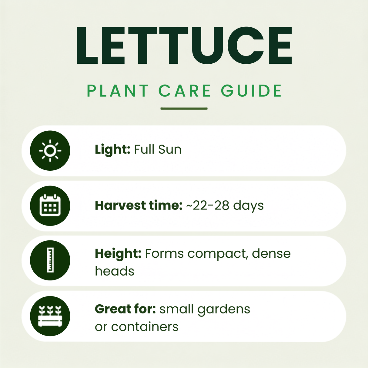 Brentwood Lettuce Plants