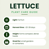 Brentwood Lettuce Plants