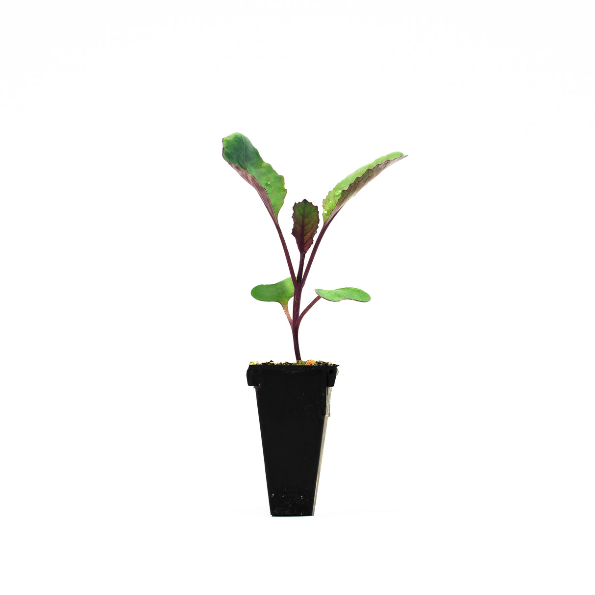 Broccoli Plant