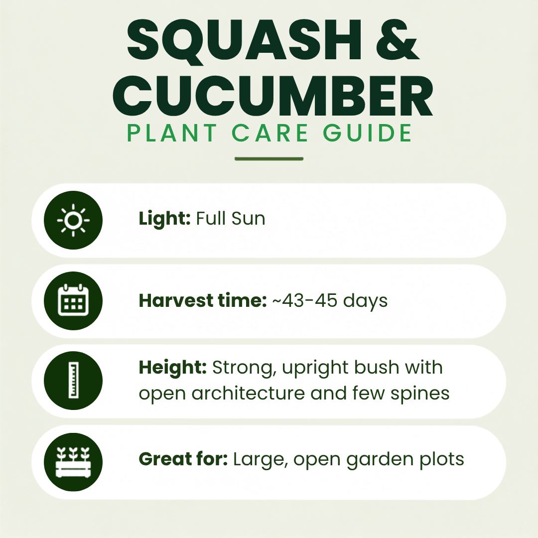 Butternut Squash Plants