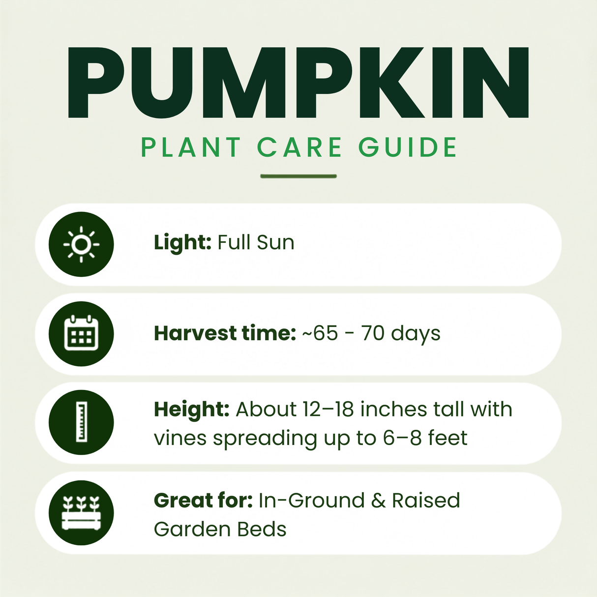 Casperita (Mini) Pumpkin Plants
