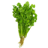 Cilantro Plant