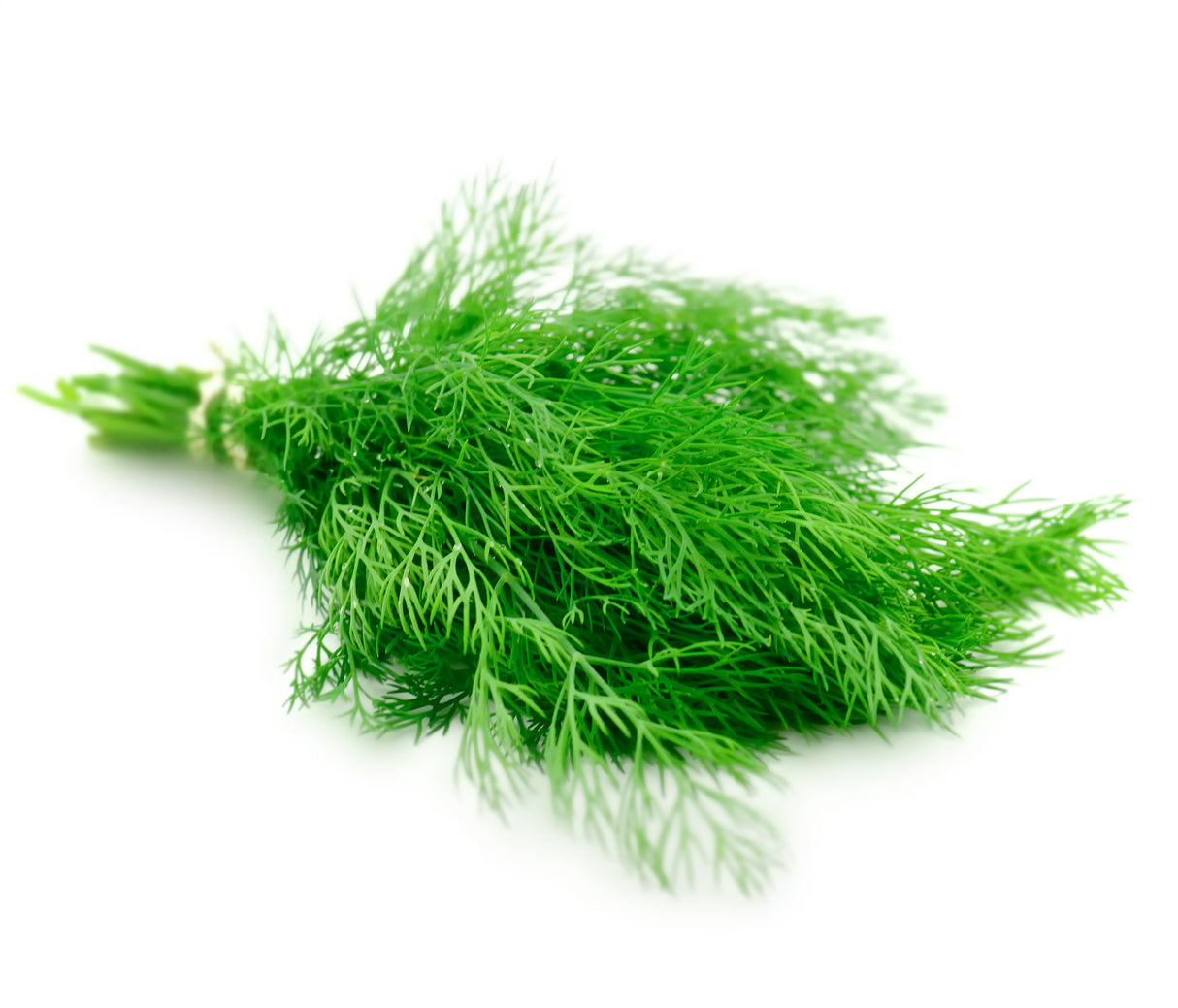 Fennel