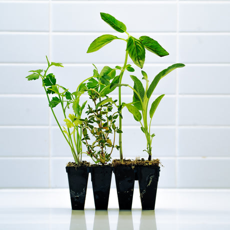 Herb Bundle - Parsley, Thyme, Basil Plants