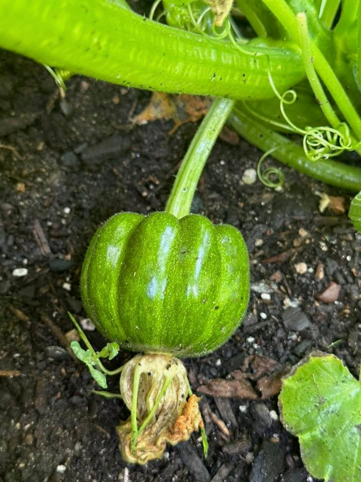 <h2>Grown by Gardeners Like You</h2>