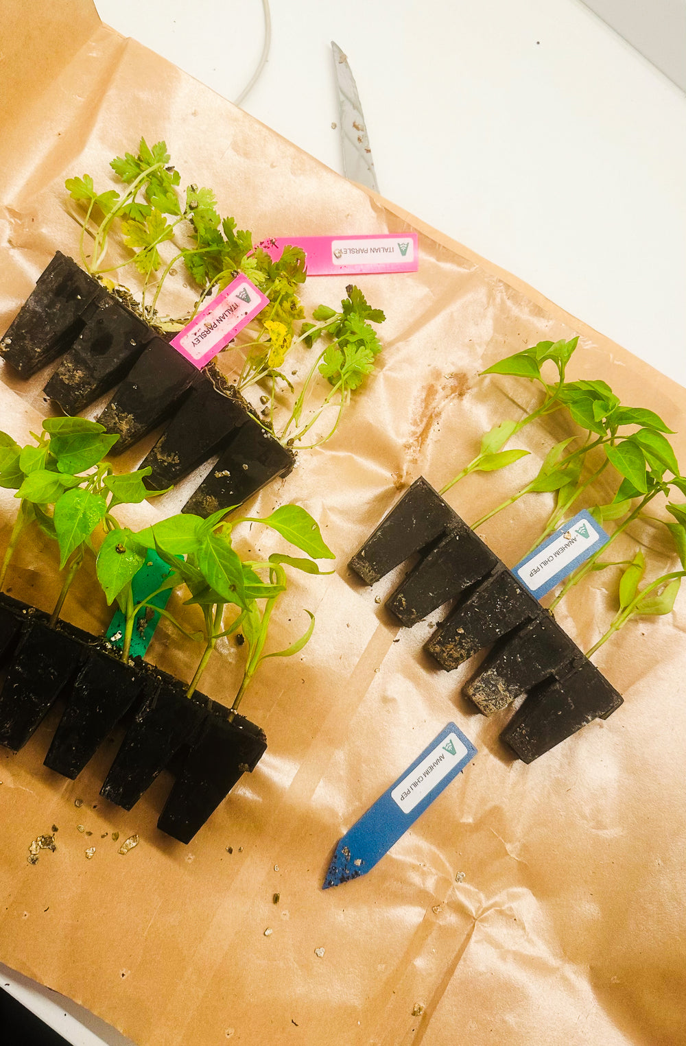 <h2>Grown by Gardeners Like You</h2>