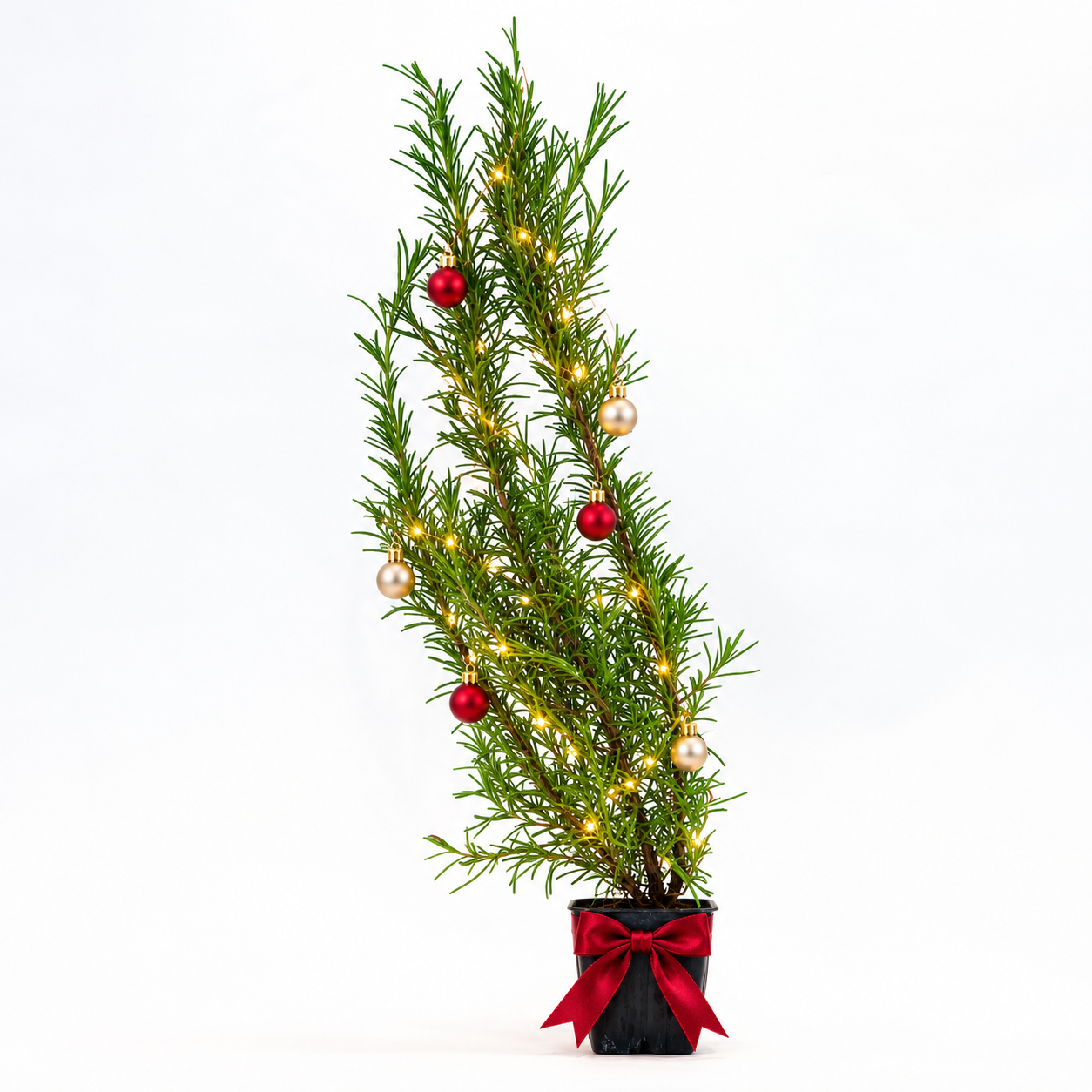 Rosemary Christmas Tree