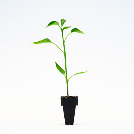 Sweet Banana Pepper (Doblon) Plants
