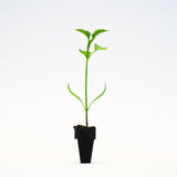 Anaheim Chili Pepper Plants