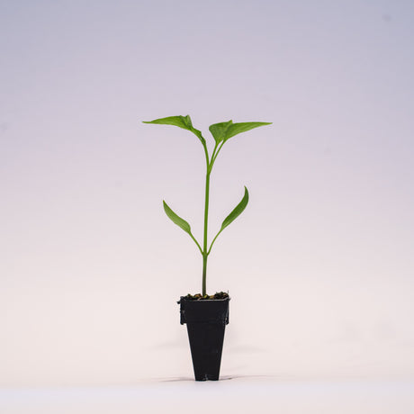 Sweet Pepper Plant