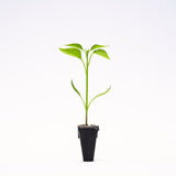 Poblano Pepper Plant