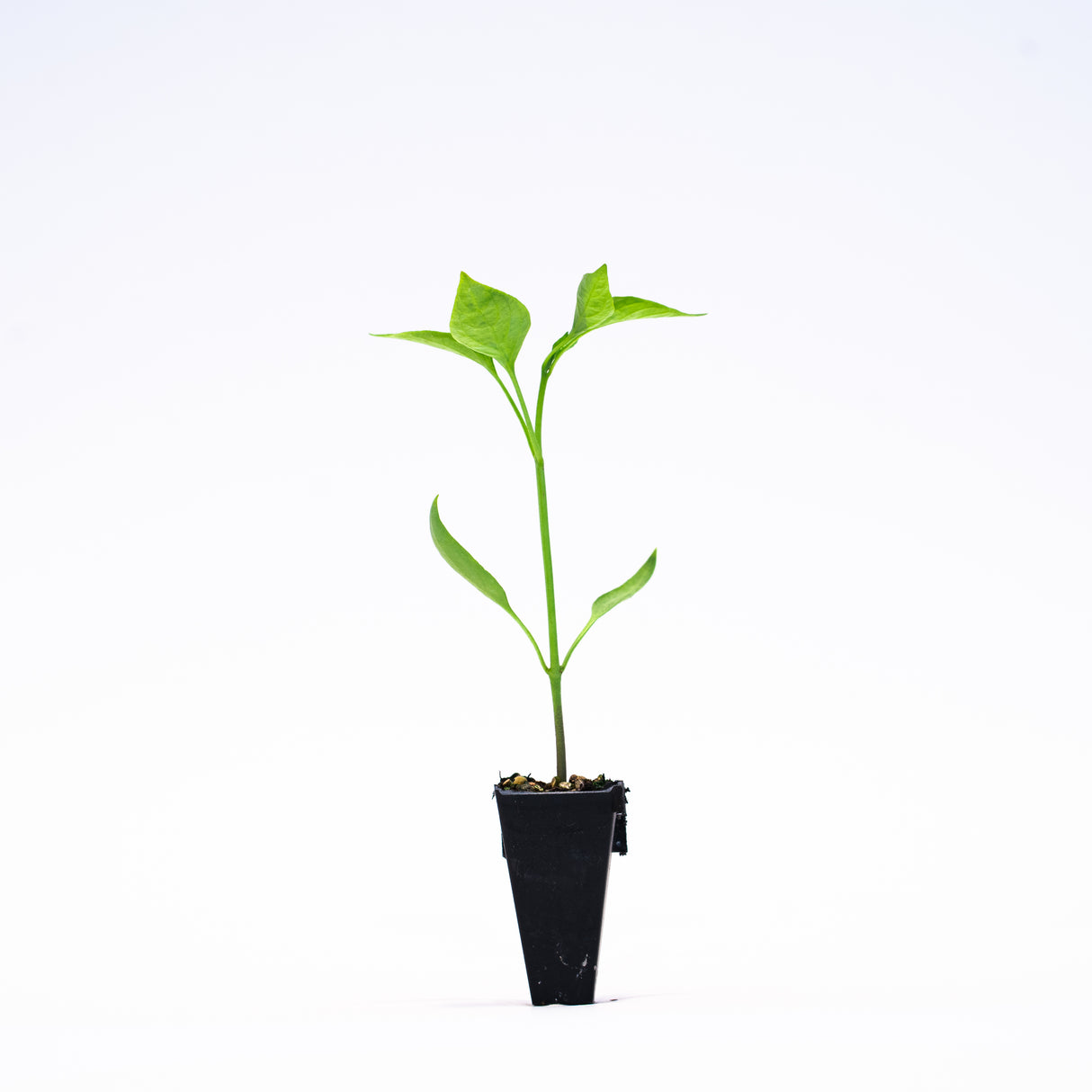 Mecate Bell (Hybrid Yellow) Plants