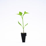 Mecate Bell (Hybrid Yellow) Plants