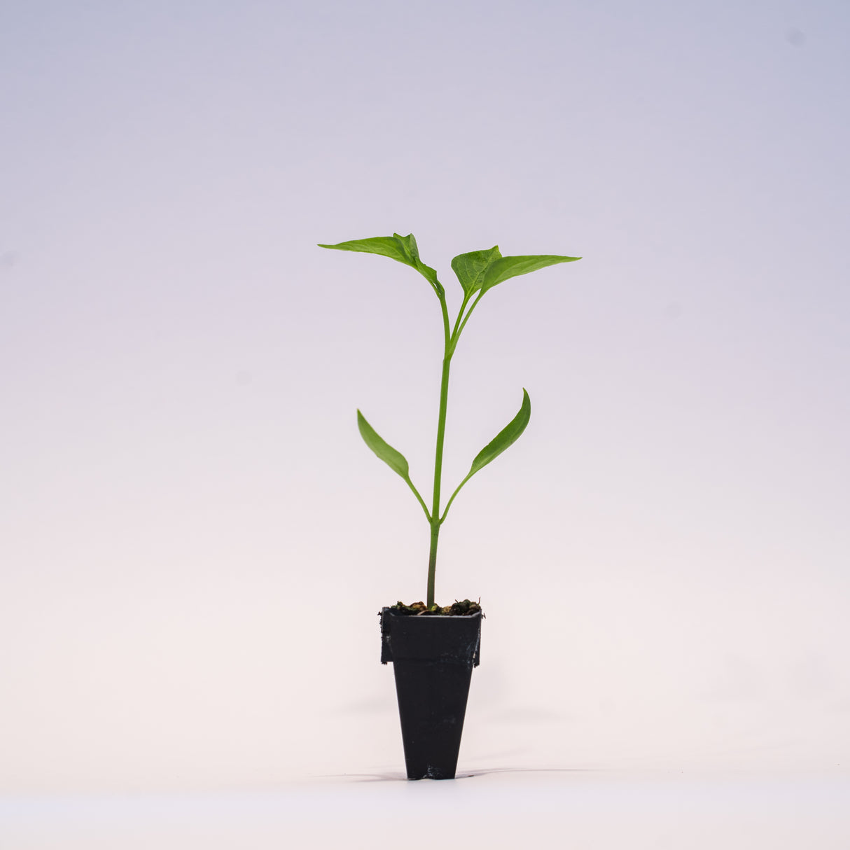 Jalapeno Pepper (Mixteco) Plant