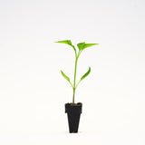 Jalapeno Pepper (Mixteco) Plants