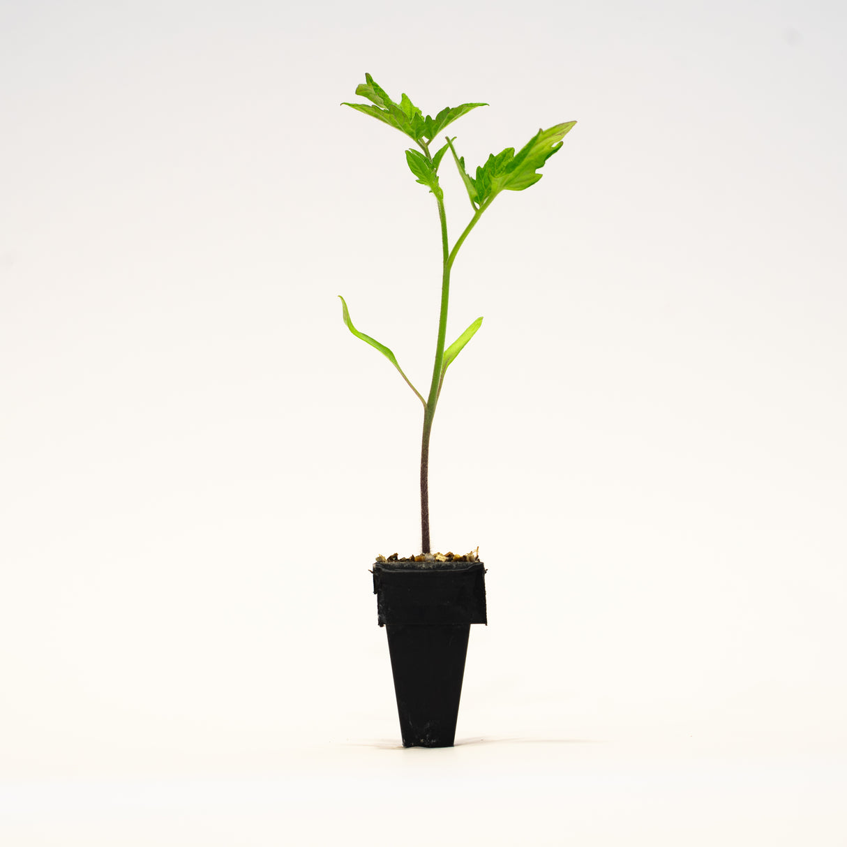 Roma (Galila) Tomato Plants