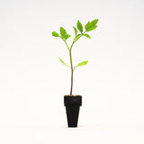Heirloom Hybrid (Black) Tomato Plants