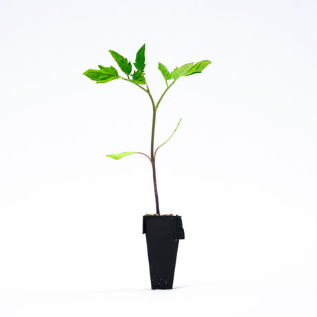 Heirloom Hybrid (Yellow) Tomato Plant