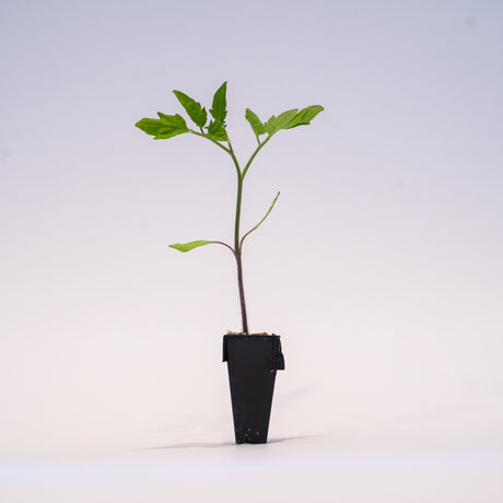 Heirloom Hybrid (Black) Tomato Plant