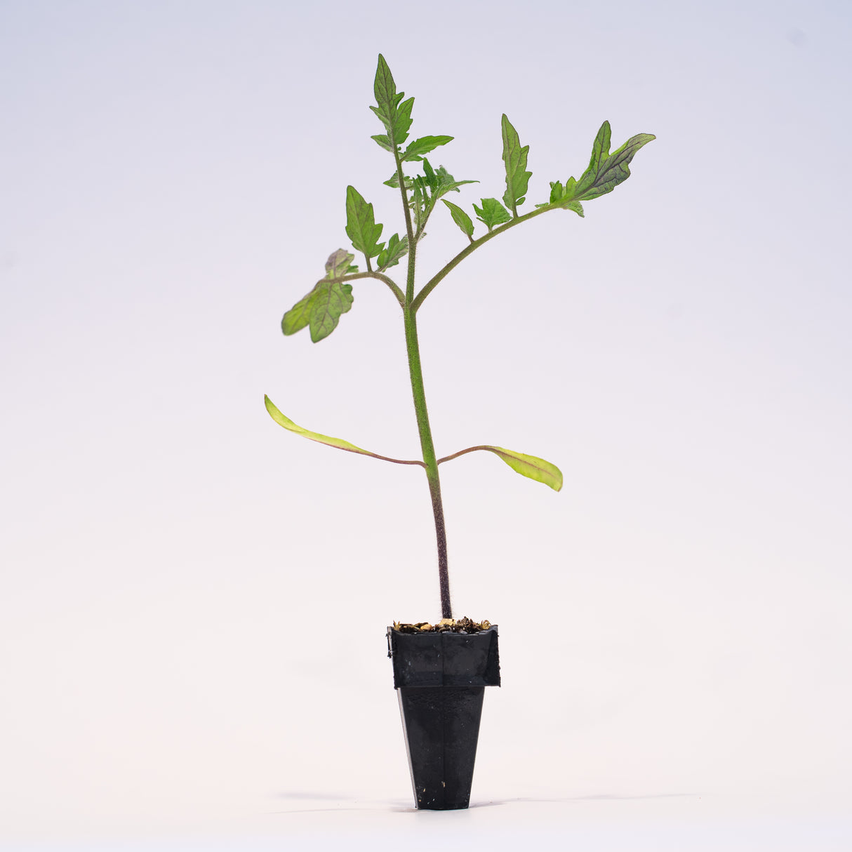 Market Round (Quality 27) Tomato Seedling