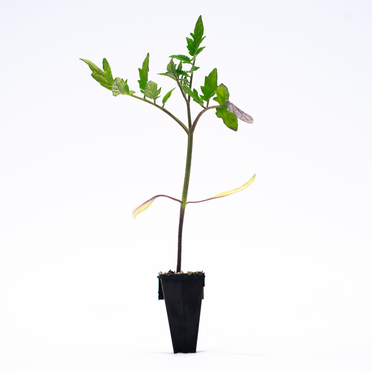 Market Round (Quality 27) Tomato Plants