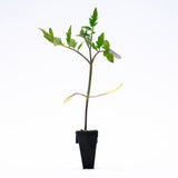 Market Round (Quality 27) Tomato Plants