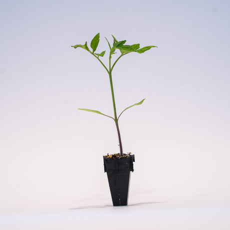 Heirloom Hybrid (Purple) Tomato Plant