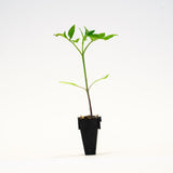 Heirloom Hybrid (Purple) Tomato Plants