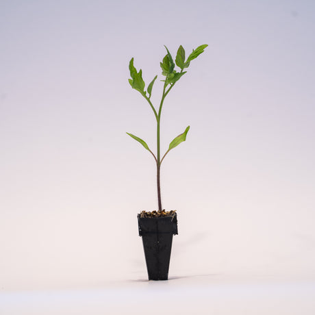 Heirloom Hybrid (Striped) Tomato Plant