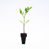 Heirloom Hybrid (Striped) Tomato Plants