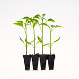 Summer Pepper (Bundle)
