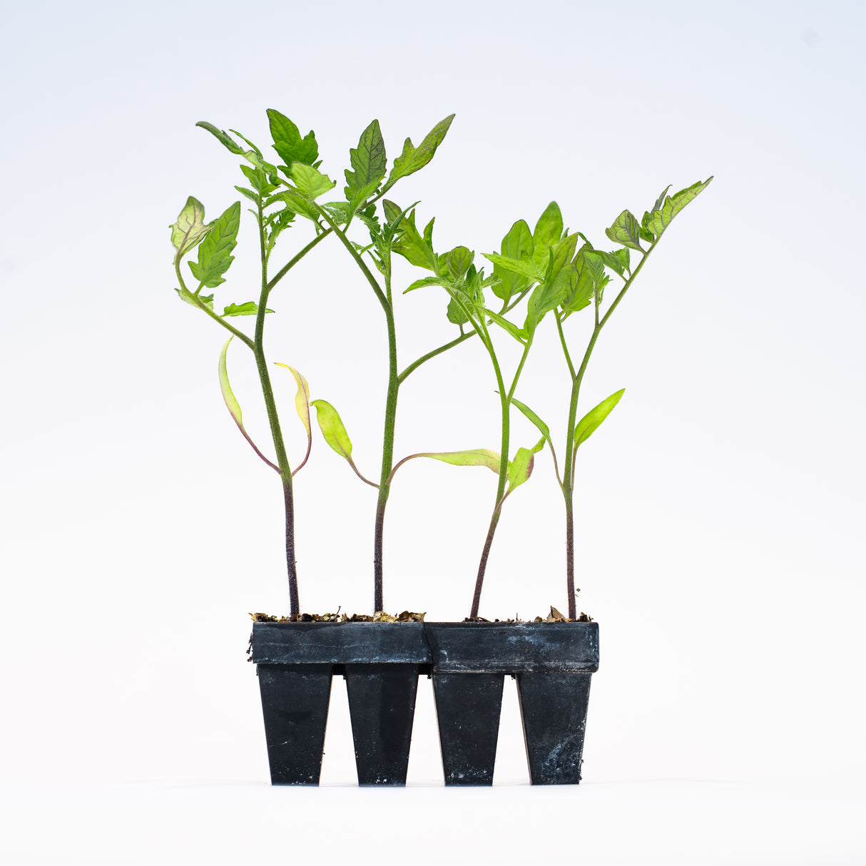 25 Tomato Plants – Heirloom Hybrid Garden Bundle