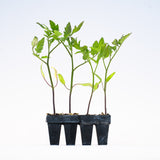 25 Tomato Plants – Heirloom Hybrid Garden Bundle